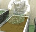 松原冬虫夏草│世界に先駆けて日本で量産に成功し、本場中国からも注目されています。